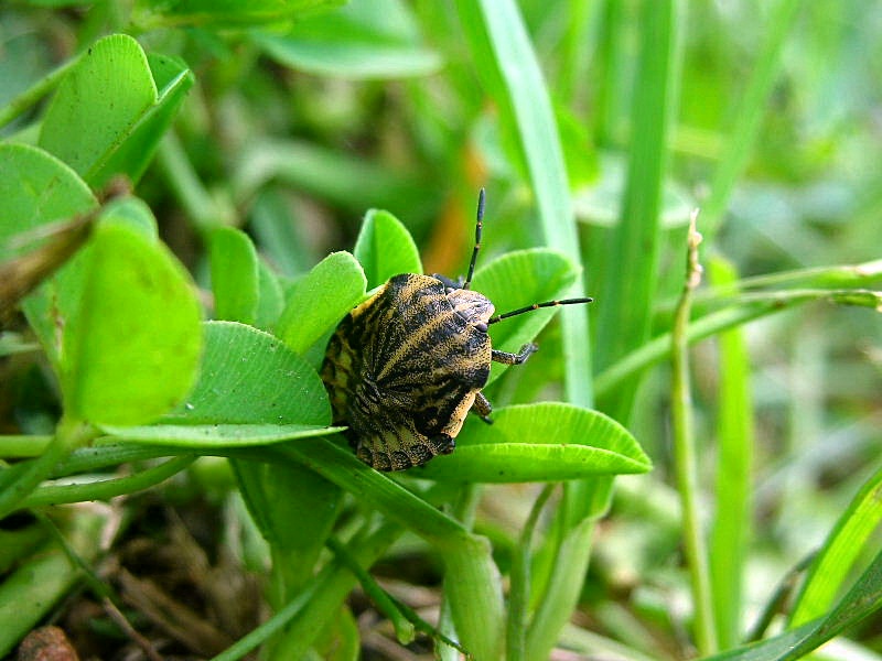 Giovane/variet di Graphosoma lineatum o altro?